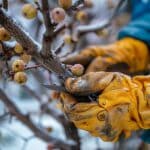 Comment tailler les figuiers en hiver